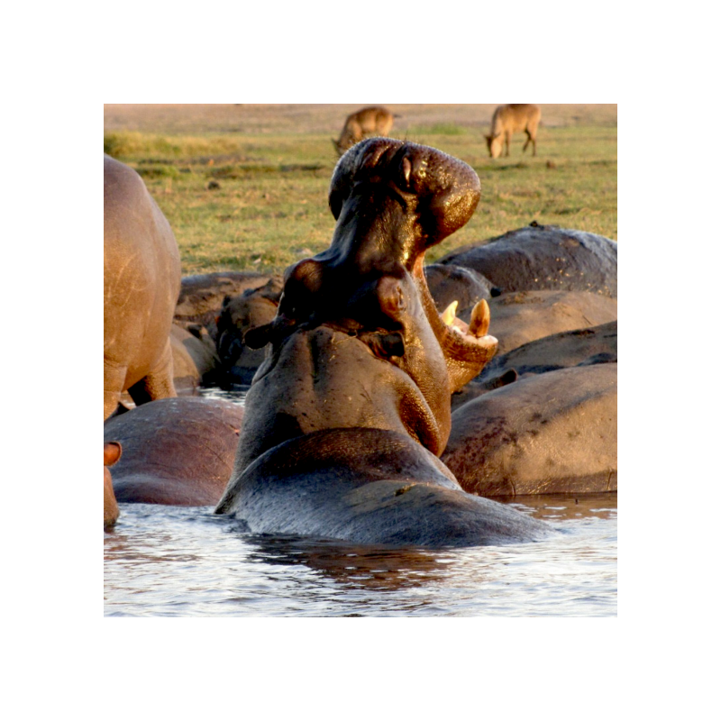 3x nej Afriky a relax na Zanzibaru komfortněji JAR, Zimbabwe, Botswana