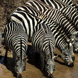 Keňa, Zanzibar 15 dní...