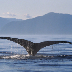 Island - zlatý jižní okruh...